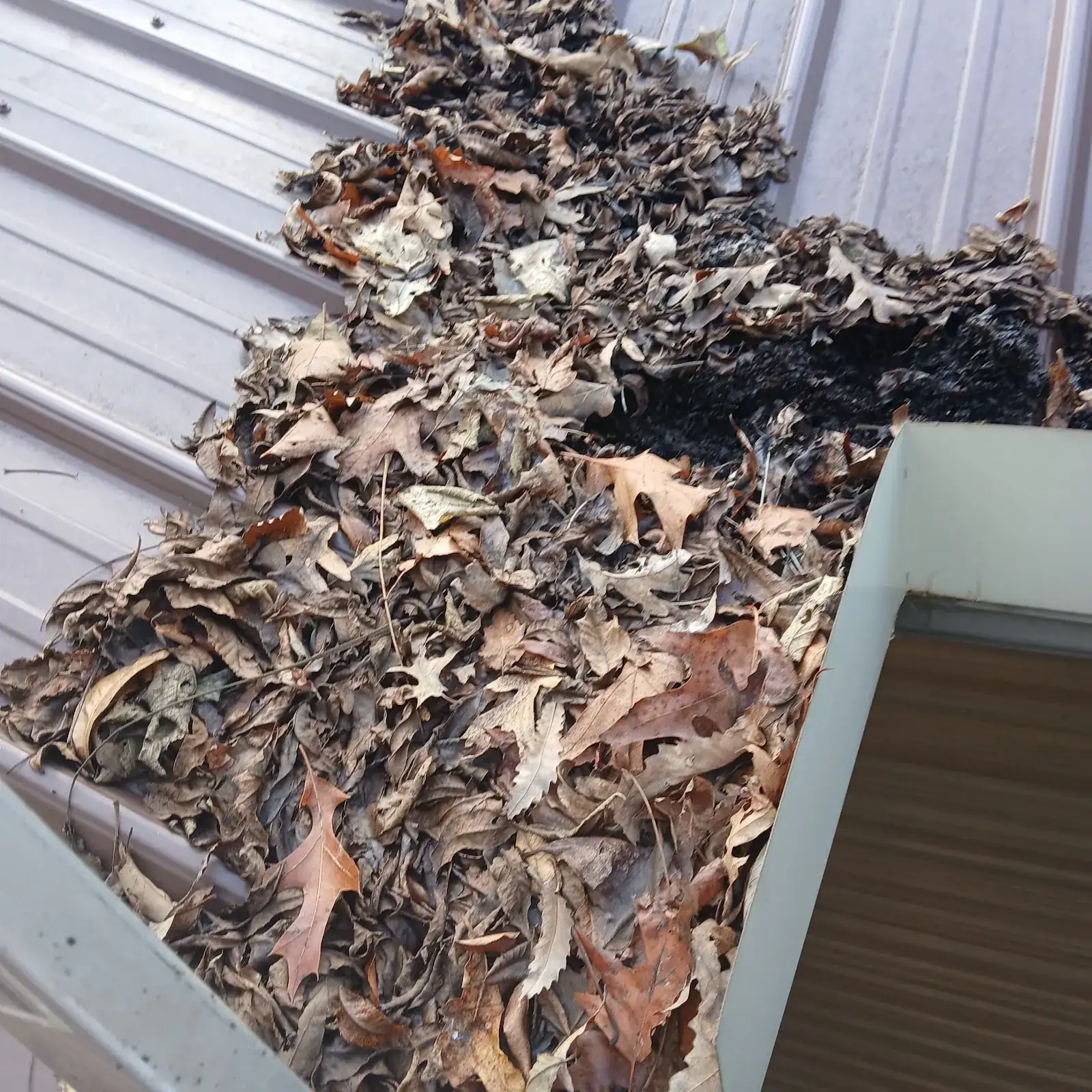 A gutter filled with packed fall leaves