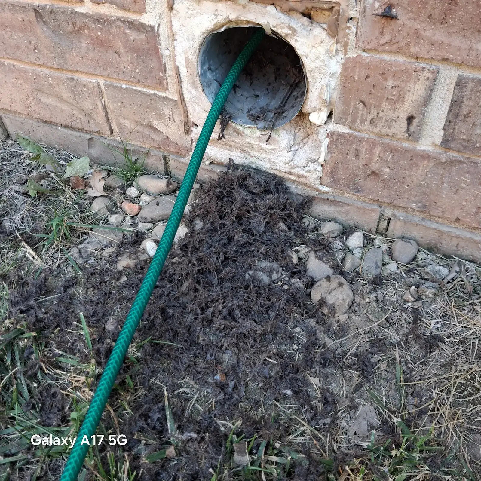 Lint removed from an exterior dryer vent